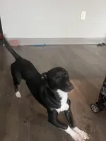 Duke, a male Jack Russell Terrier for sale in Charlotte, NC – Photo 2 of 5