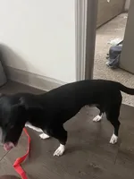 Duke, a male Jack Russell Terrier for sale in Charlotte, NC – Photo 5 of 5