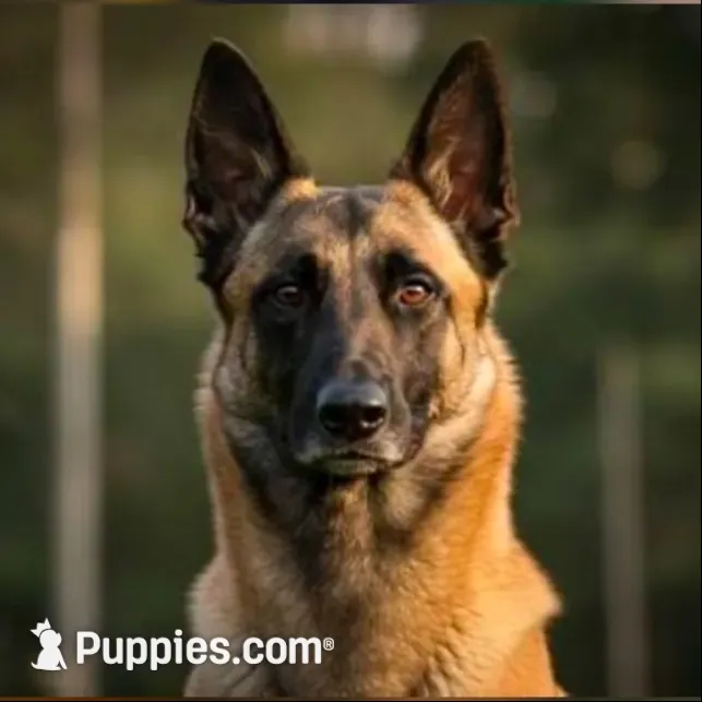 Drake, a male German Shepherd Dog for sale in Dinwiddie, VA – 2 of 2