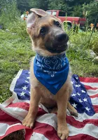 Buck ICA Registered , a male German Shepherd Dog for sale in Colonial Heights, VA – 6 of 8