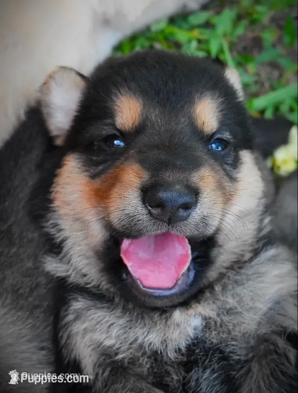 Drake, a male German Shepherd Dog for sale in Dinwiddie, VA – 1 of 2