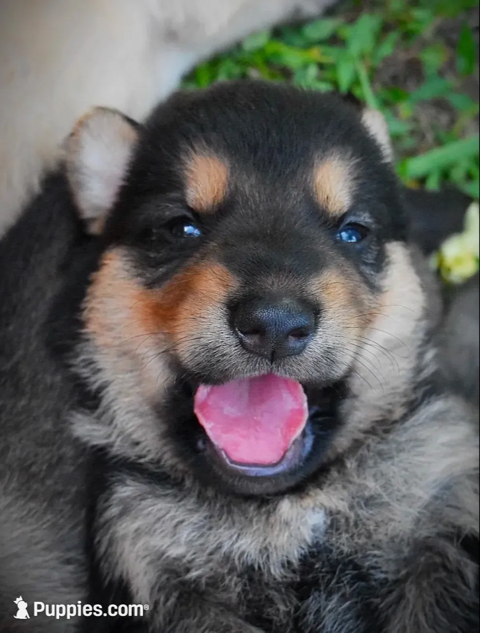 Drake, a male German Shepherd Dog for sale in Dinwiddie, VA – 1 of 2