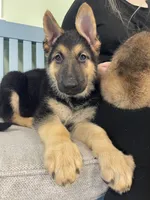 Drake ICA Registered , a male German Shepherd Dog for sale in Dinwiddie, VA – 2 of 5