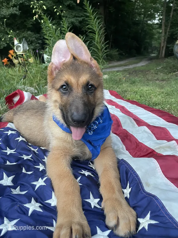 Buck ICA Registered  – Belgian Malinois, German Shepherd Dog puppy for sale in Colonial Heights, VA