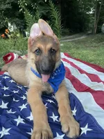Buck ICA Registered , a male Belgian Malinois and German Shepherd Dog for sale in Colonial Heights, VA – 1 of 6