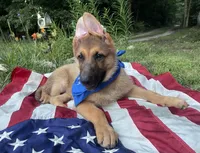 Buck ICA Registered , a male German Shepherd Dog for sale in Colonial Heights, VA – 8 of 8