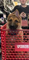 Buck ICA Registered , a male Belgian Malinois and German Shepherd Dog for sale in Colonial Heights, VA – 6 of 6