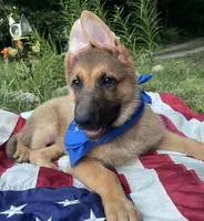 Buck ICA Registered , a male Belgian Malinois and German Shepherd Dog for sale in Colonial Heights, VA – 2 of 6