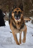 Buck ICA Registered , a male German Shepherd Dog for sale in Dinwiddie, VA – 5 of 5