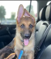 Buck ICA Registered , a male Belgian Malinois and German Shepherd Dog for sale in Colonial Heights, VA – 5 of 6