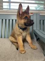 Buck ICA Registered , a male Belgian Malinois and German Shepherd Dog for sale in Colonial Heights, VA – 4 of 6