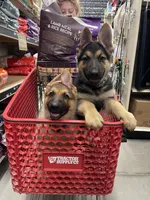 Drake ICA Registered , a male German Shepherd Dog for sale in Dinwiddie, VA – 4 of 5