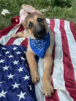 Buck ICA Registered , a male German Shepherd Dog for sale in Colonial Heights, VA – 7 of 8