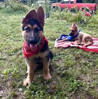 Drake ICA Registered , a male German Shepherd Dog for sale in Colonial Heights, VA – 2 of 7