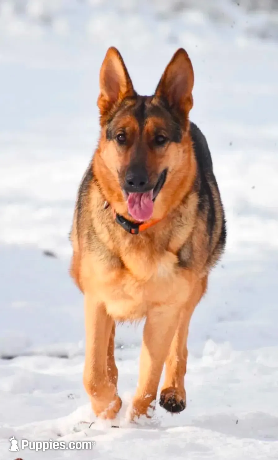 Buck ICA Registered , a male German Shepherd Dog for sale in Dinwiddie, VA – 3 of 5
