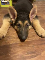 Drake ICA Registered , a male German Shepherd Dog for sale in Colonial Heights, VA – 6 of 7