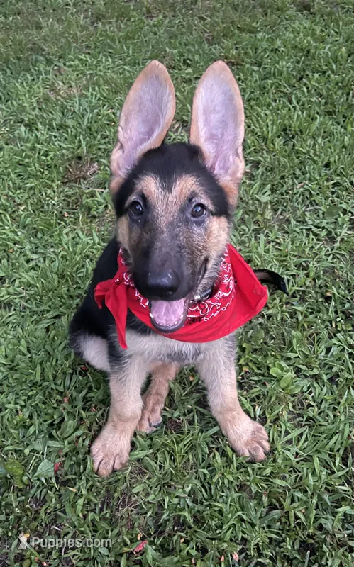 Drake ICA Registered  – German Shepherd Dog puppy for sale in Dinwiddie, VA