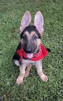 Drake ICA Registered , a male German Shepherd Dog for sale in Colonial Heights, VA – 1 of 7