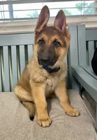 Buck ICA Registered , a male Belgian Malinois and German Shepherd Dog for sale in Colonial Heights, VA – 3 of 6