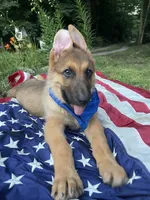 Buck ICA Registered , a male German Shepherd Dog for sale in Colonial Heights, VA – 5 of 8