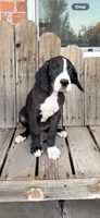 Sunshine, a female Great Dane for sale in Aurora, CO – 2 of 9