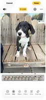 Rosey, a female Great Dane for sale in Aurora, CO – 7 of 7