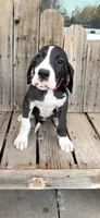Brighty , a female Great Dane for sale in Aurora, CO – 5 of 5