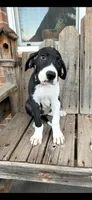 Rosey, a female Great Dane for sale in Aurora, CO – 4 of 7