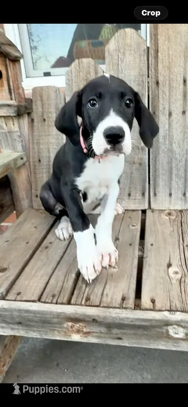 Rosey – Great Dane puppy for sale in Aurora, CO