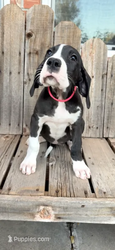 Brighty  – Great Dane puppy for sale in Aurora, CO