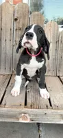 Brighty , a female Great Dane for sale in Aurora, CO – 1 of 5