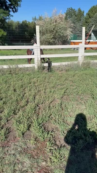 Sunshine, a female Great Dane for sale in Aurora, CO – 8 of 9