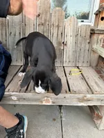 Sunshine, a female Great Dane for sale in Aurora, CO – 9 of 9