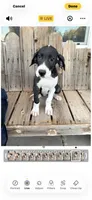 Rosey, a female Great Dane for sale in Aurora, CO – 3 of 7