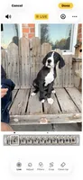 Sunshine, a female Great Dane for sale in Aurora, CO – 6 of 9