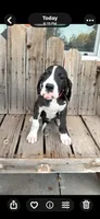 Brighty , a female Great Dane for sale in Aurora, CO – 2 of 5