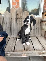 Sunshine, a female Great Dane for sale in Aurora, CO – 5 of 9