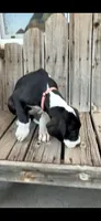 Rosey, a female Great Dane for sale in Aurora, CO – 6 of 7