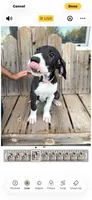 Rosey, a female Great Dane for sale in Aurora, CO – 5 of 7