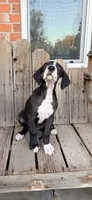 Sunshine, a female Great Dane for sale in Aurora, CO – 4 of 9