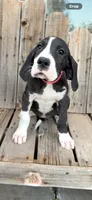 Brighty , a female Great Dane for sale in Aurora, CO – 3 of 5