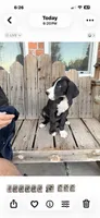 Sunshine, a female Great Dane for sale in Aurora, CO – 3 of 9