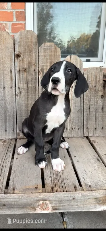 Sunshine – Great Dane puppy for sale in Aurora, CO