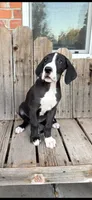 Sunshine, a female Great Dane for sale in Aurora, CO – 1 of 9