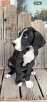 Sunshine, a female Great Dane for sale in Aurora, CO – 7 of 9