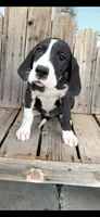 Brighty , a female Great Dane for sale in Aurora, CO – 4 of 5