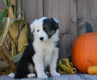 Susie , a female Australian Shepherd for sale in Battle Creek, MI – 1 of 2