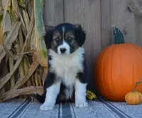 Sally, a female Australian Shepherd for sale in Battle Creek, MI – 2 of 2