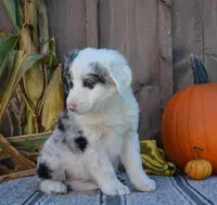 Sipper, a male Australian Shepherd for sale in Battle Creek, MI – 2 of 2