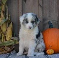 Sandy, a female Australian Shepherd for sale in Battle Creek, MI – 2 of 2